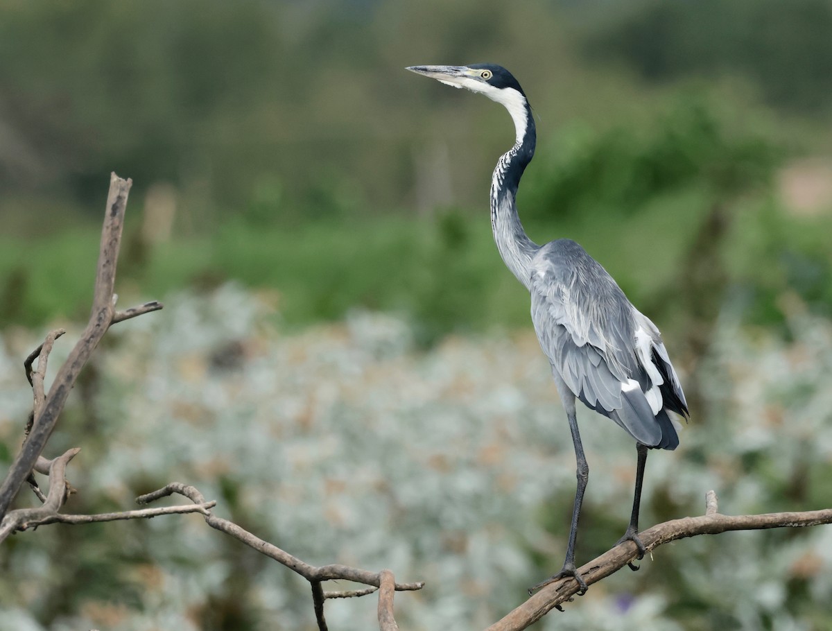 Black-headed Heron - ML550189661