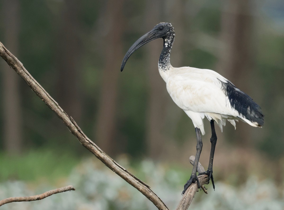 African Sacred Ibis - ML550189831