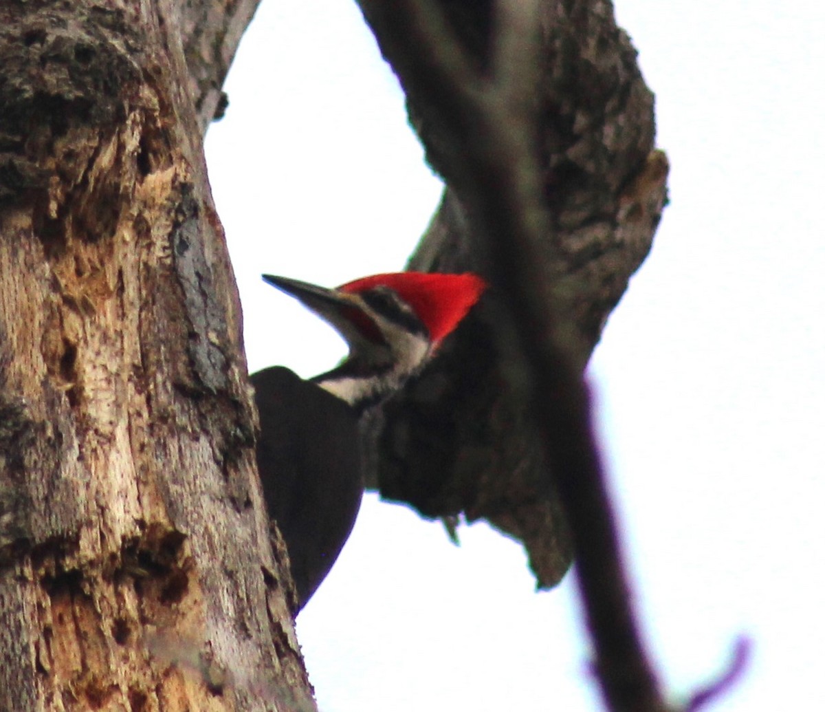 Pileated Woodpecker - Mitch Foret