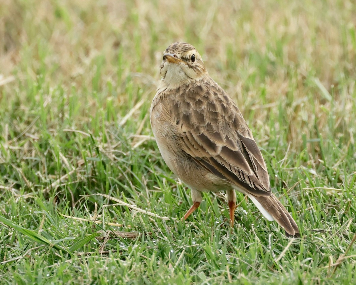 African Pipit - ML550189881