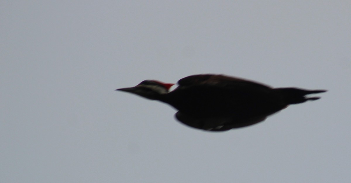 Pileated Woodpecker - Mitch Foret