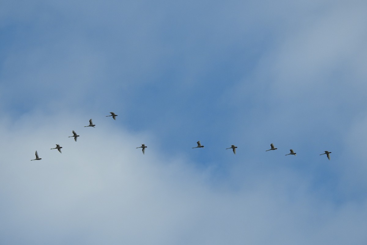 Whooper Swan - Peter Hines