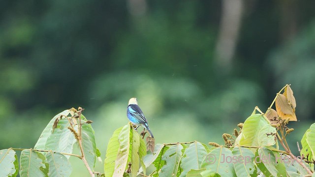 Golden-hooded Tanager - ML550192711