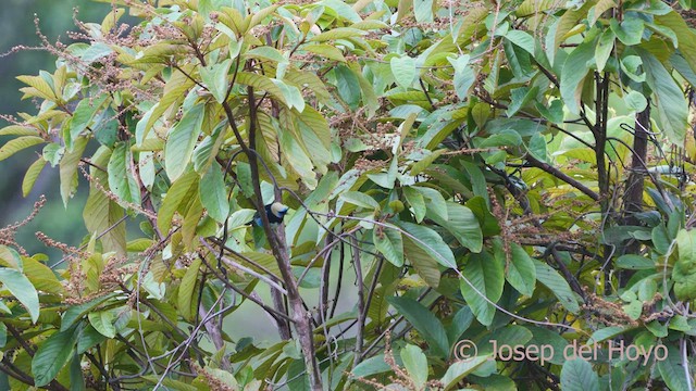 Golden-hooded Tanager - ML550192971