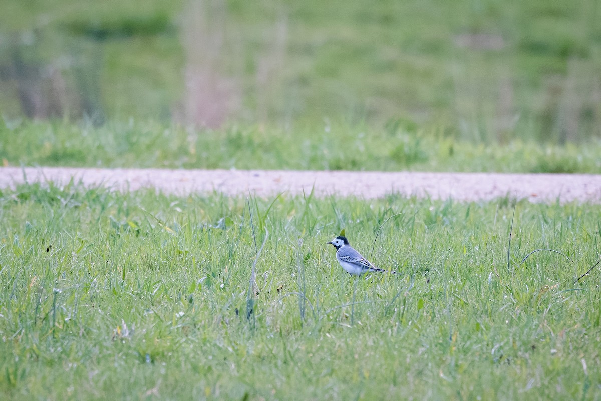 White Wagtail - ML550193061