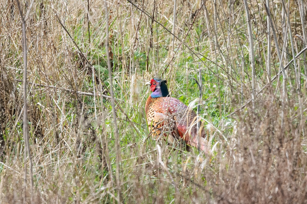 Ring-necked Pheasant - ML550193121