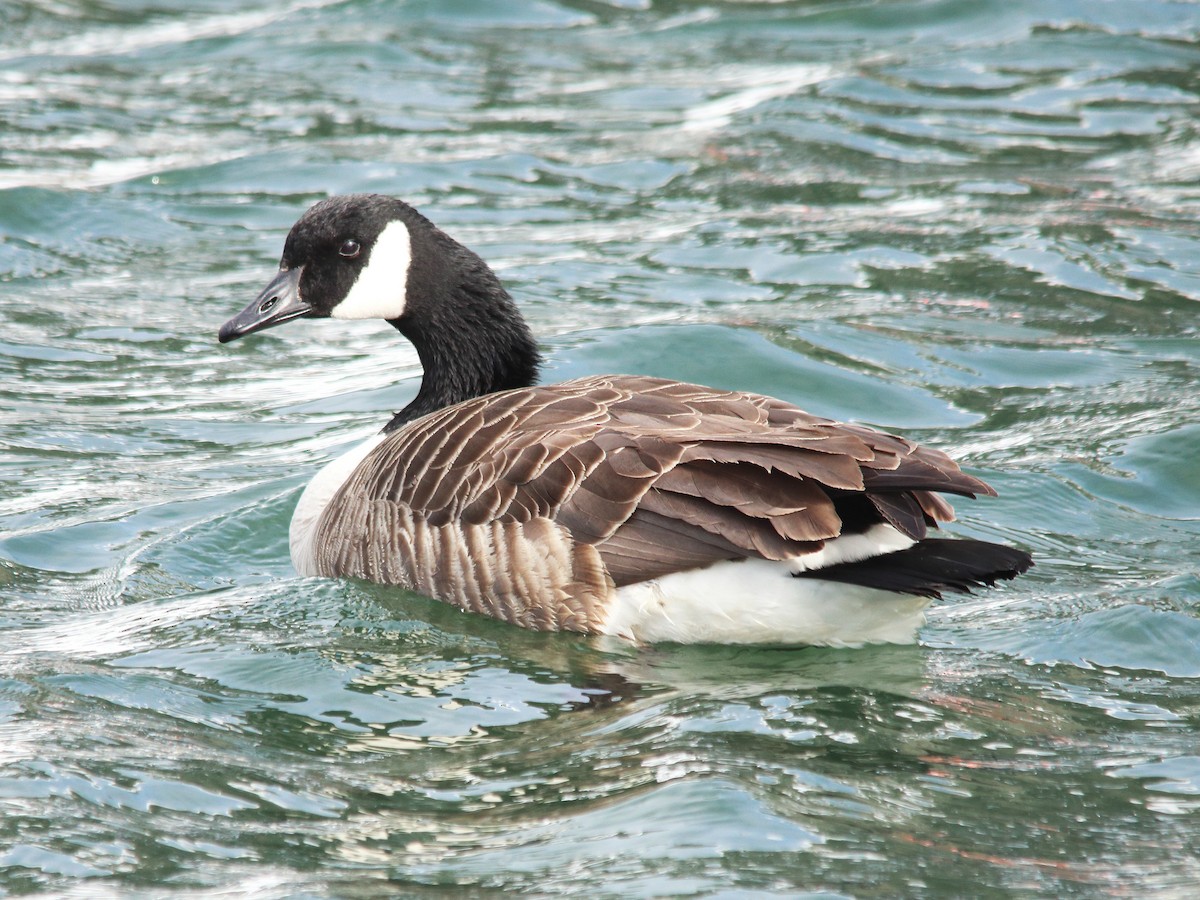 Canada Goose - ML550193191