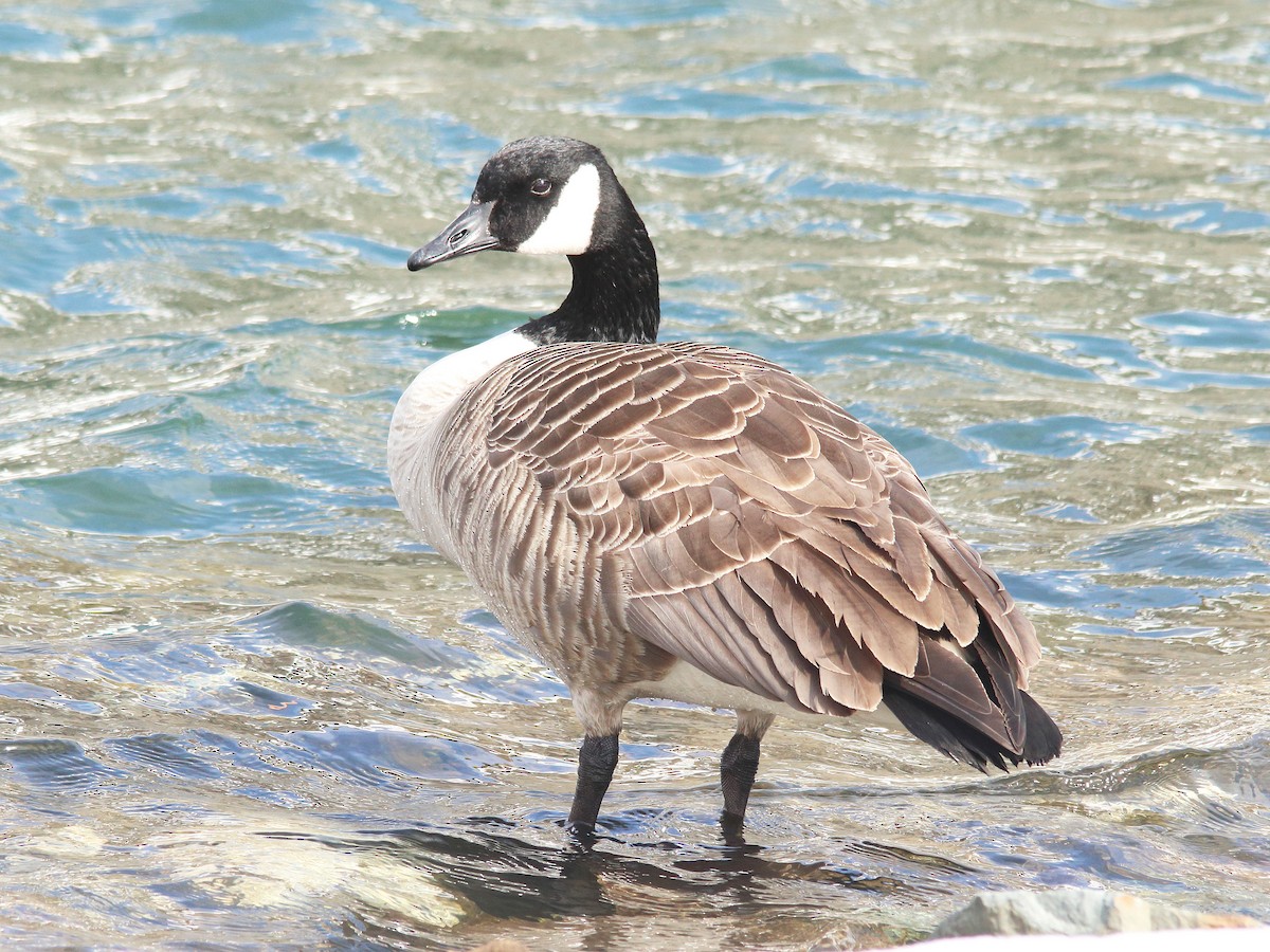 Canada Goose - ML550193201