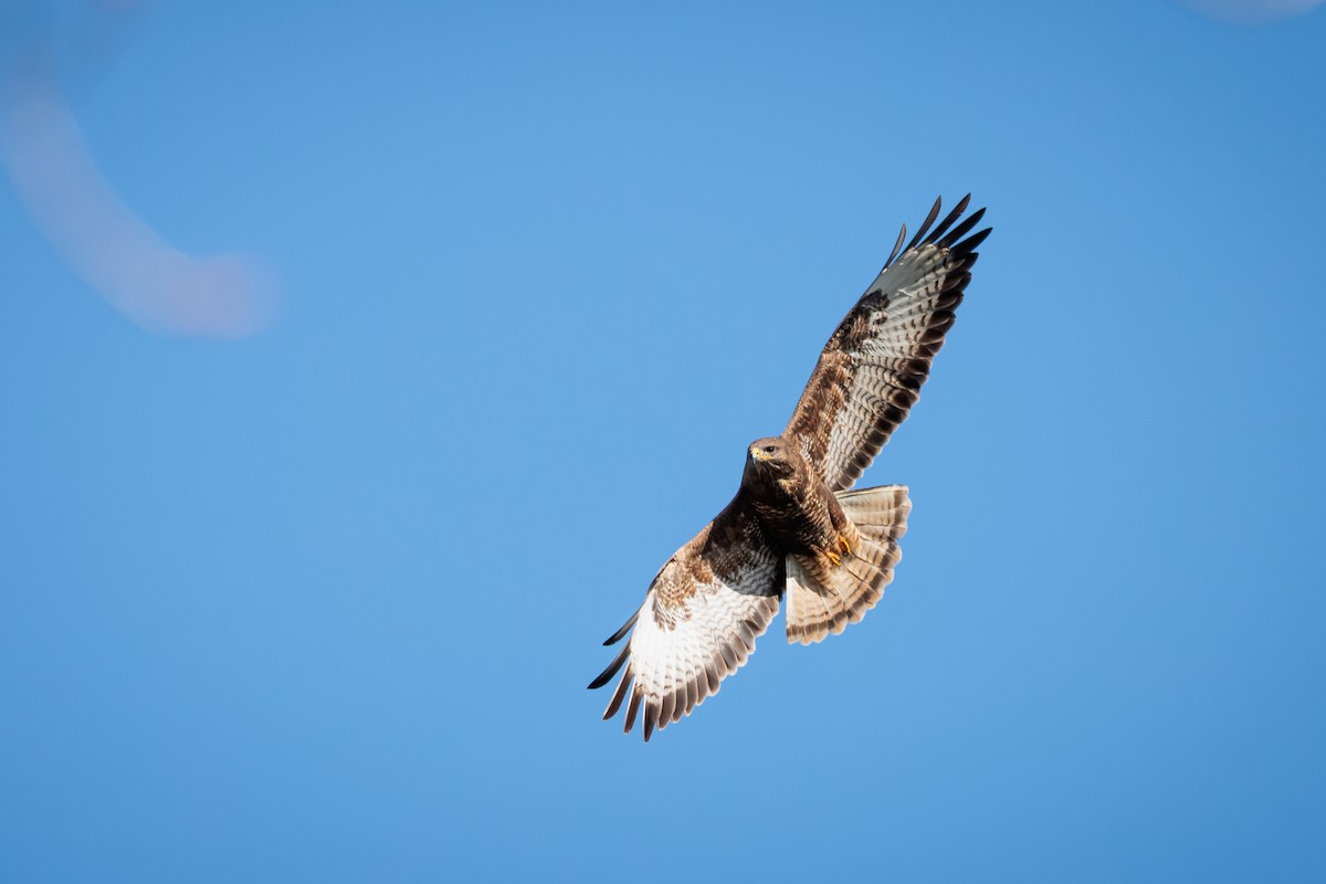 Common Buzzard - ML550193261