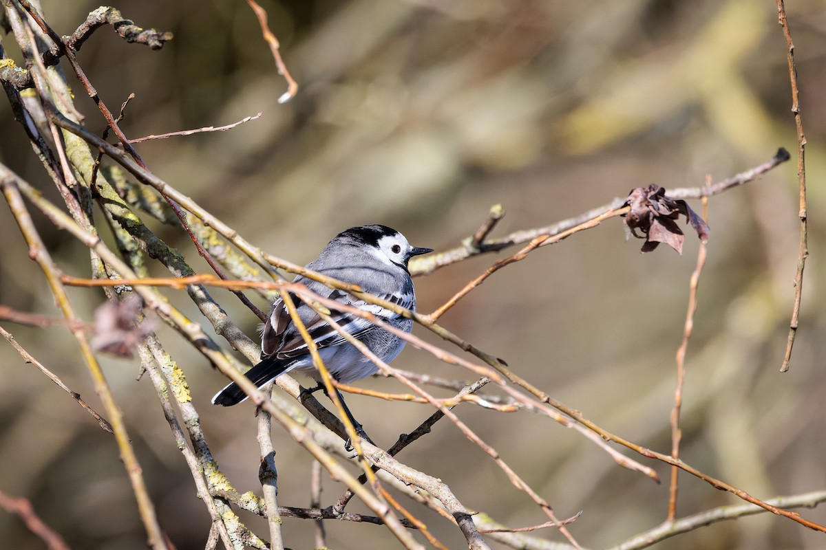 White Wagtail - ML550193281