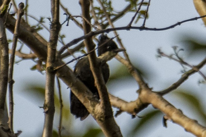 Heart-spotted Woodpecker - ML550195031