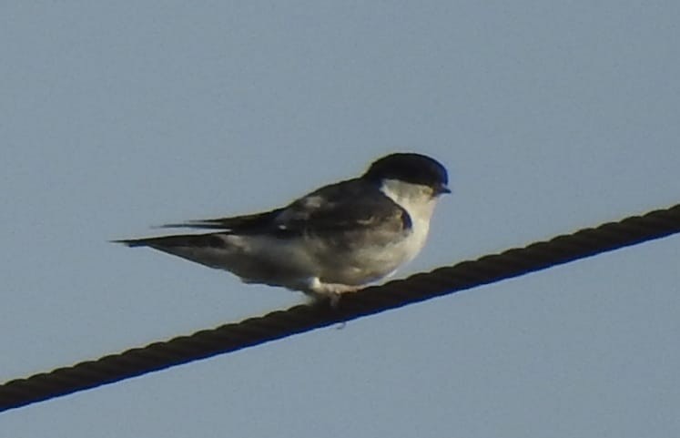 Mehlschwalbe - ML550196491