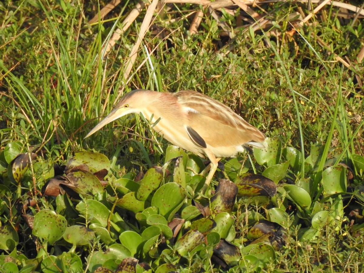 Chinadommel - ML550196521