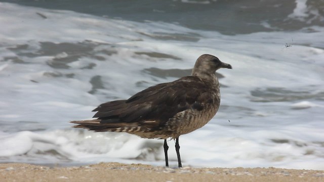 Parasitic Jaeger - ML550196861