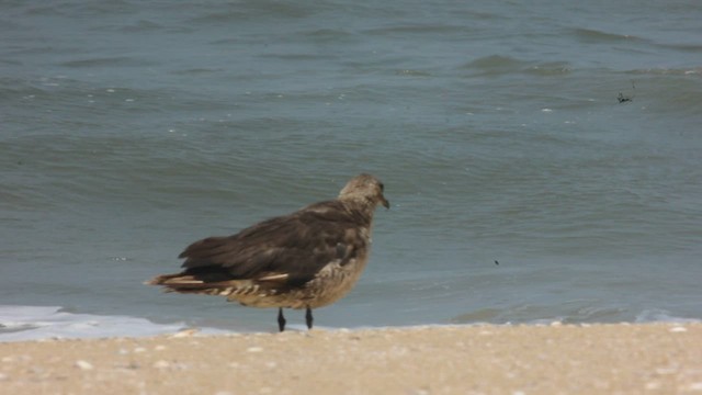 Parasitic Jaeger - ML550196931