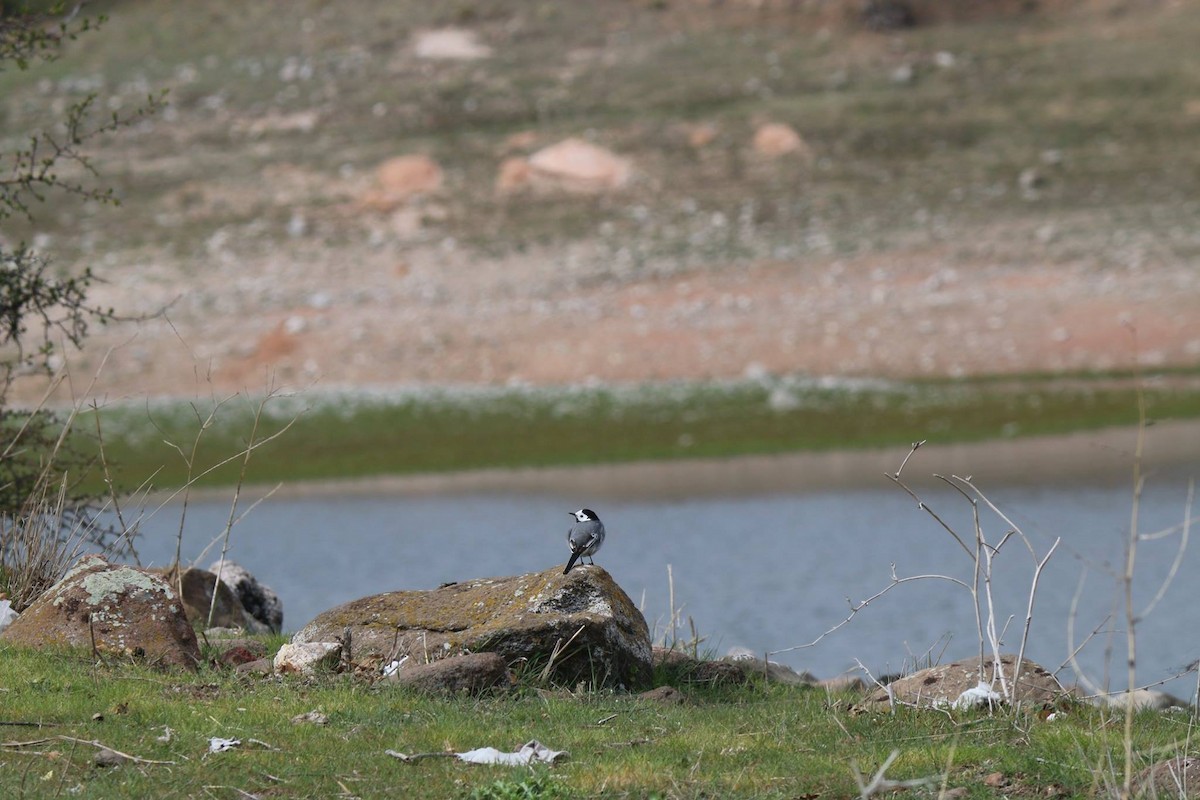 White Wagtail - ML55019841