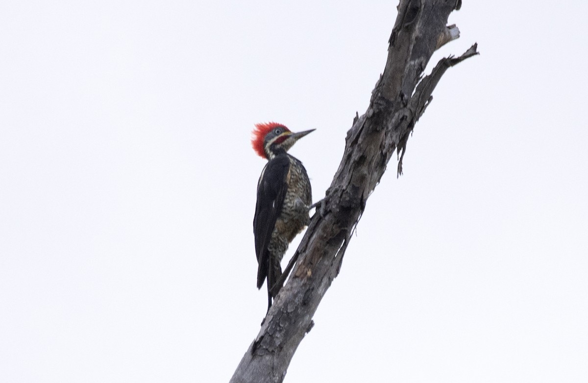 Lineated Woodpecker - ML550198541
