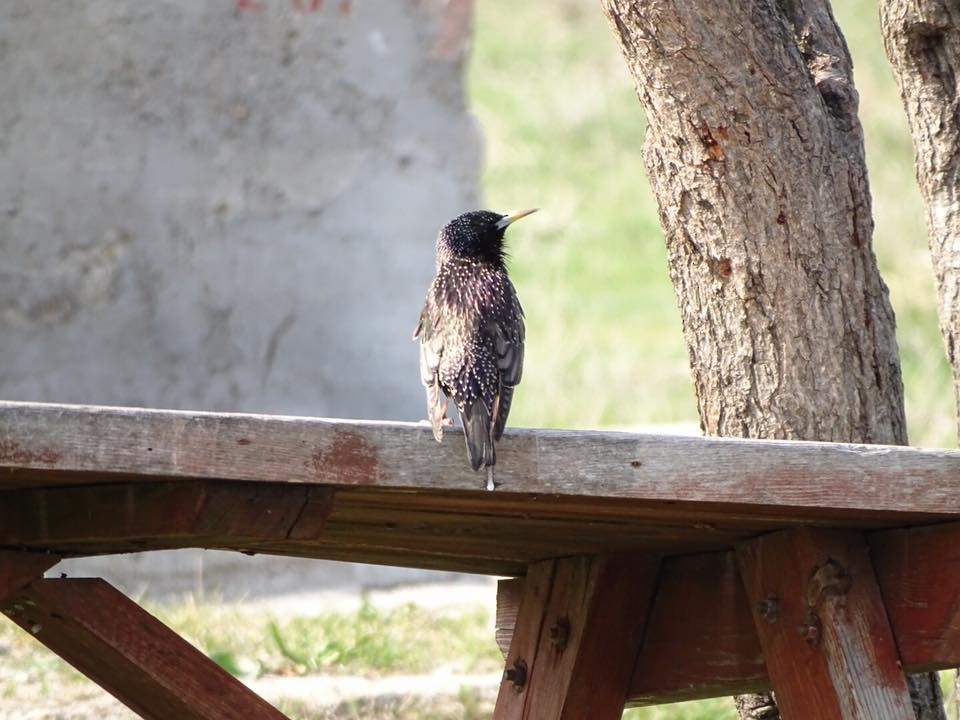 European Starling - ML55019921