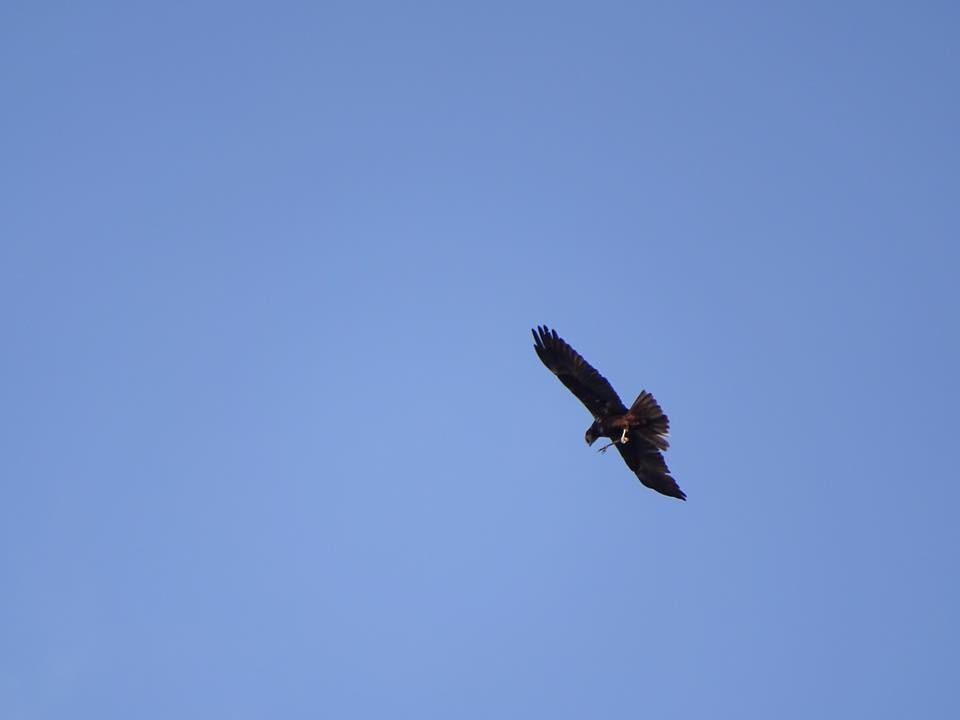 Western Marsh Harrier - ML55019941