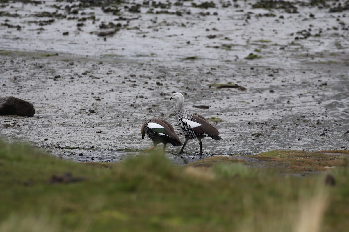 Upland Goose - ML550203031