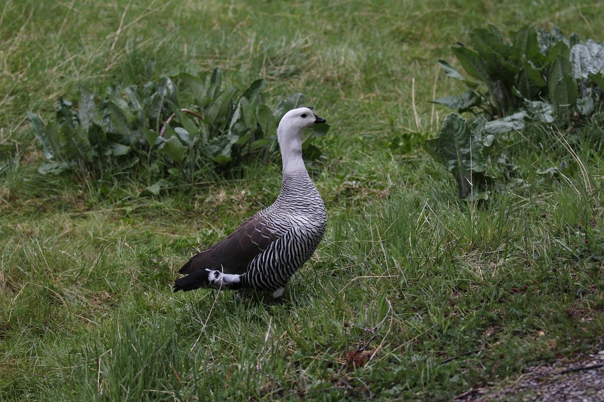 Upland Goose - ML550203081