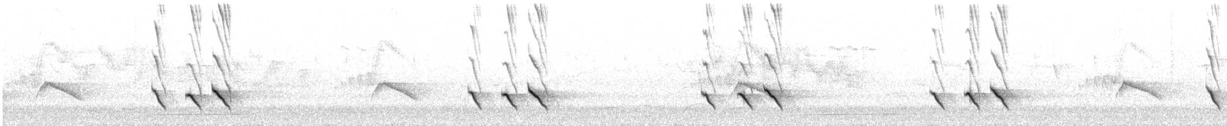 White-browed Shrike-Babbler - ML550203541
