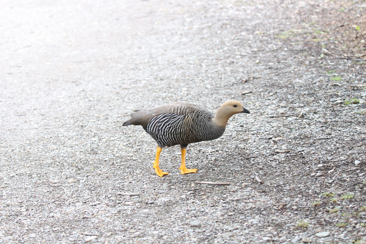 Upland Goose - ML550203591