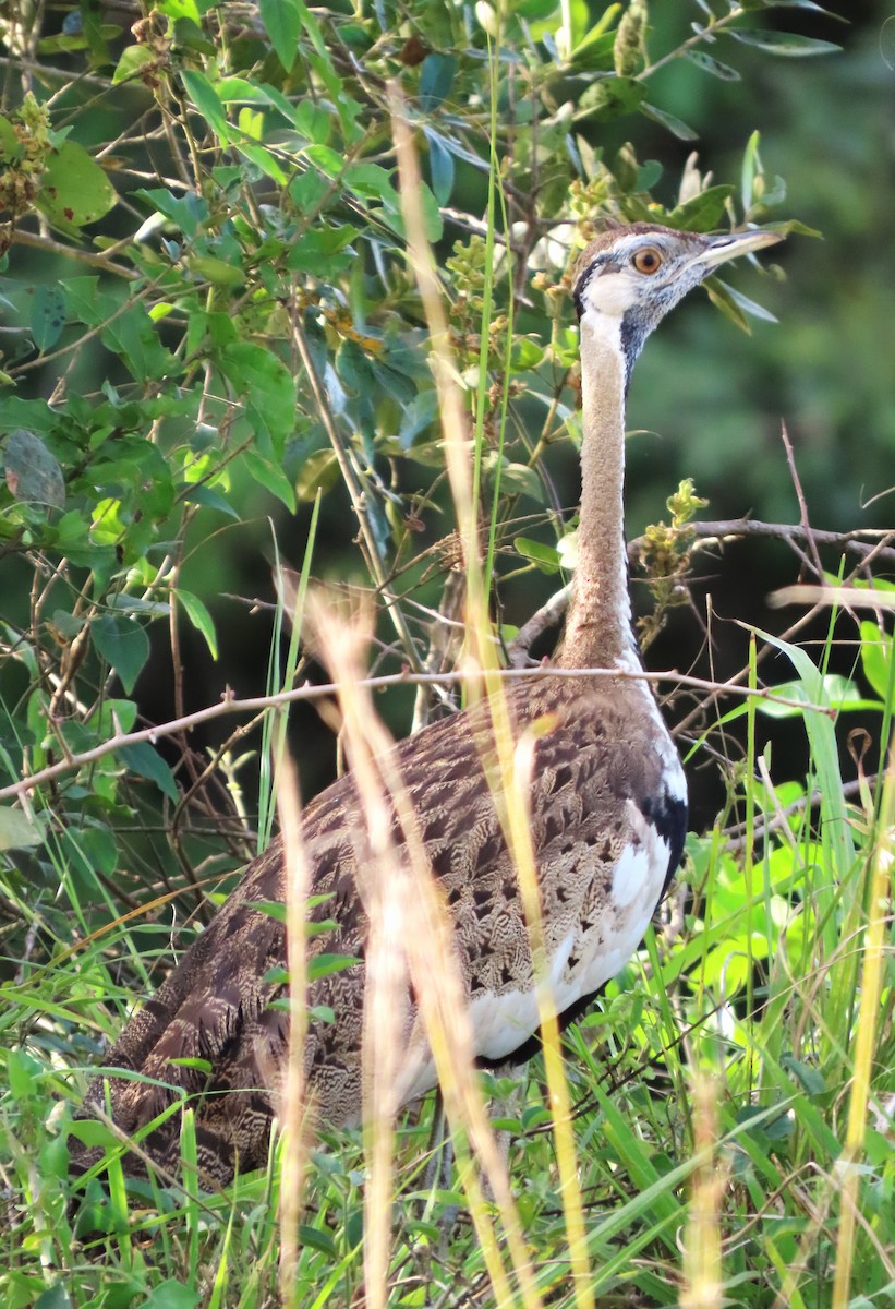 Black-bellied Bustard - ML550204171