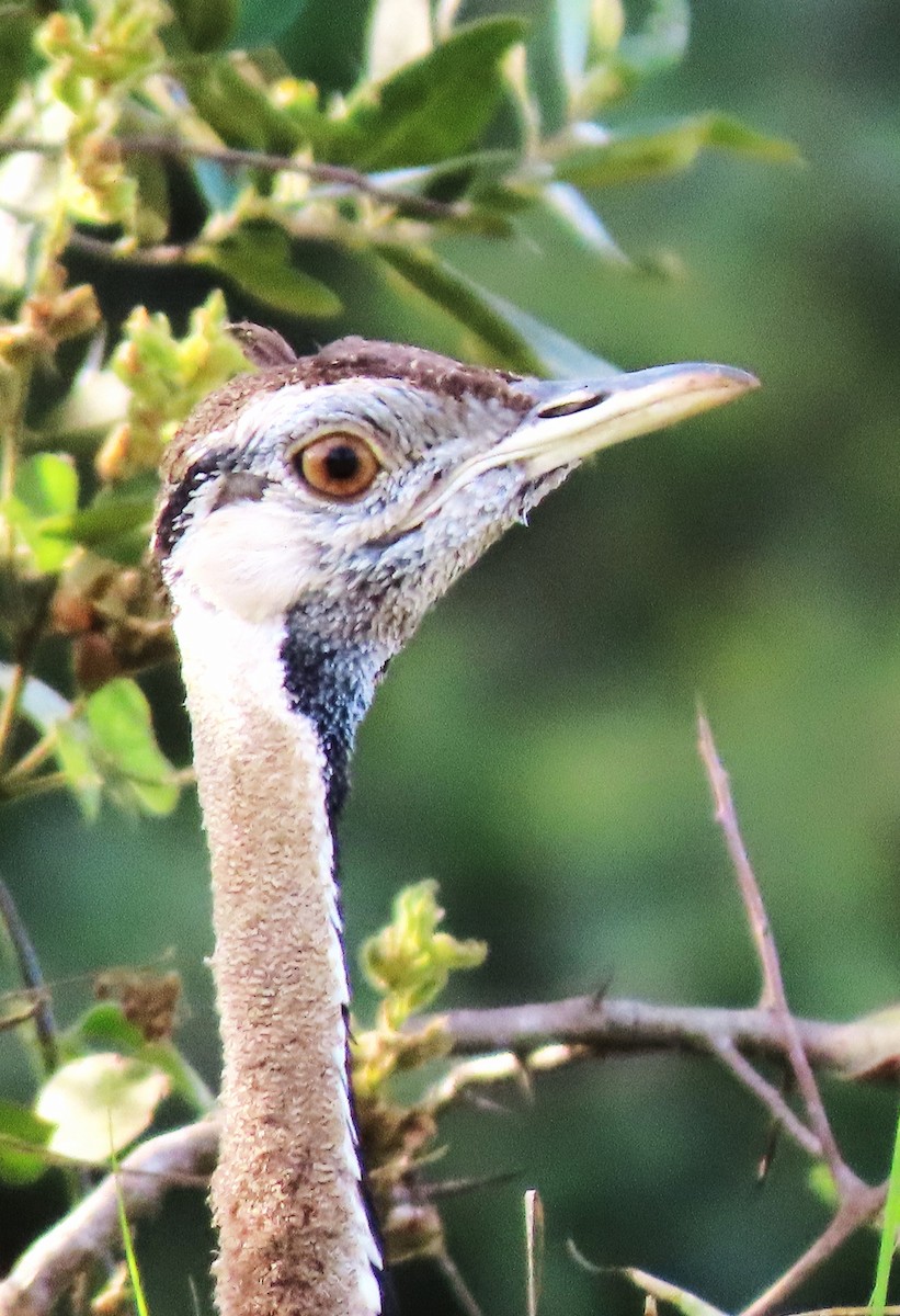 Black-bellied Bustard - ML550204181