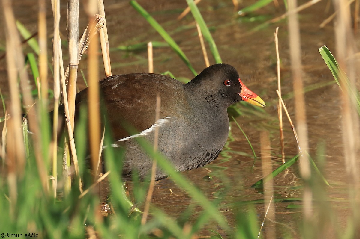 Eurasian Moorhen - ML550205471