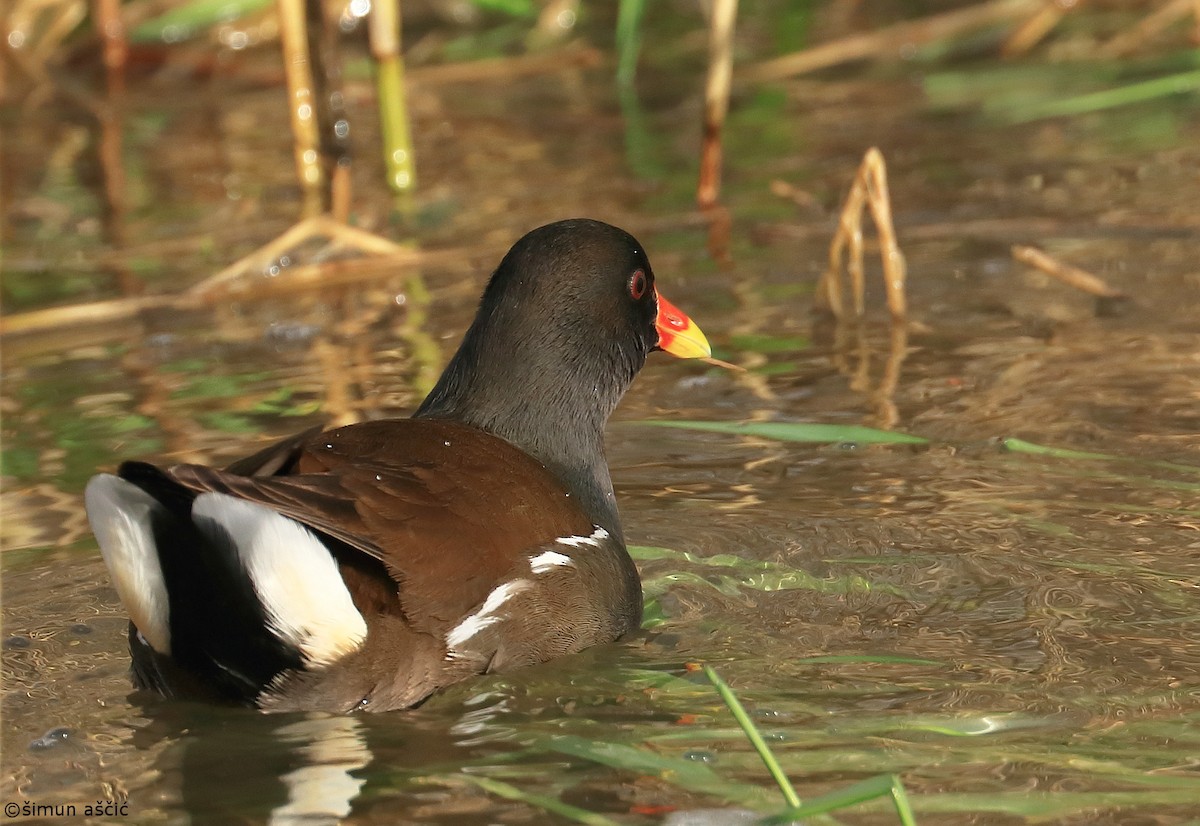 Eurasian Moorhen - ML550205561