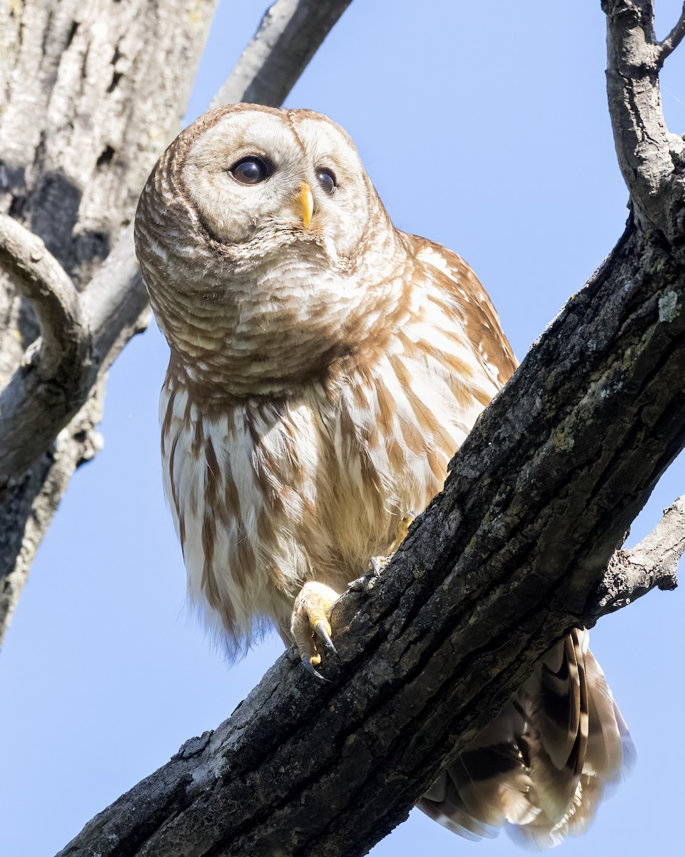 Barred Owl - ML550206181