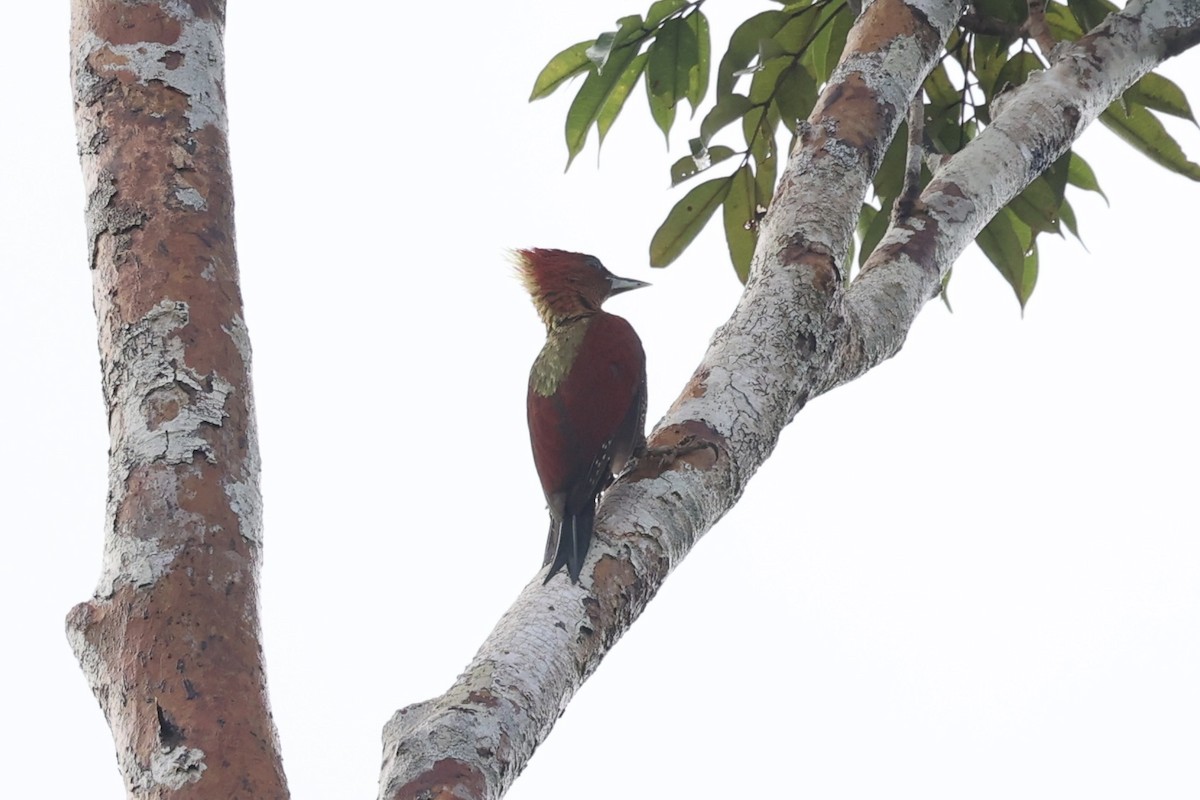 Banded Woodpecker - ML550206271