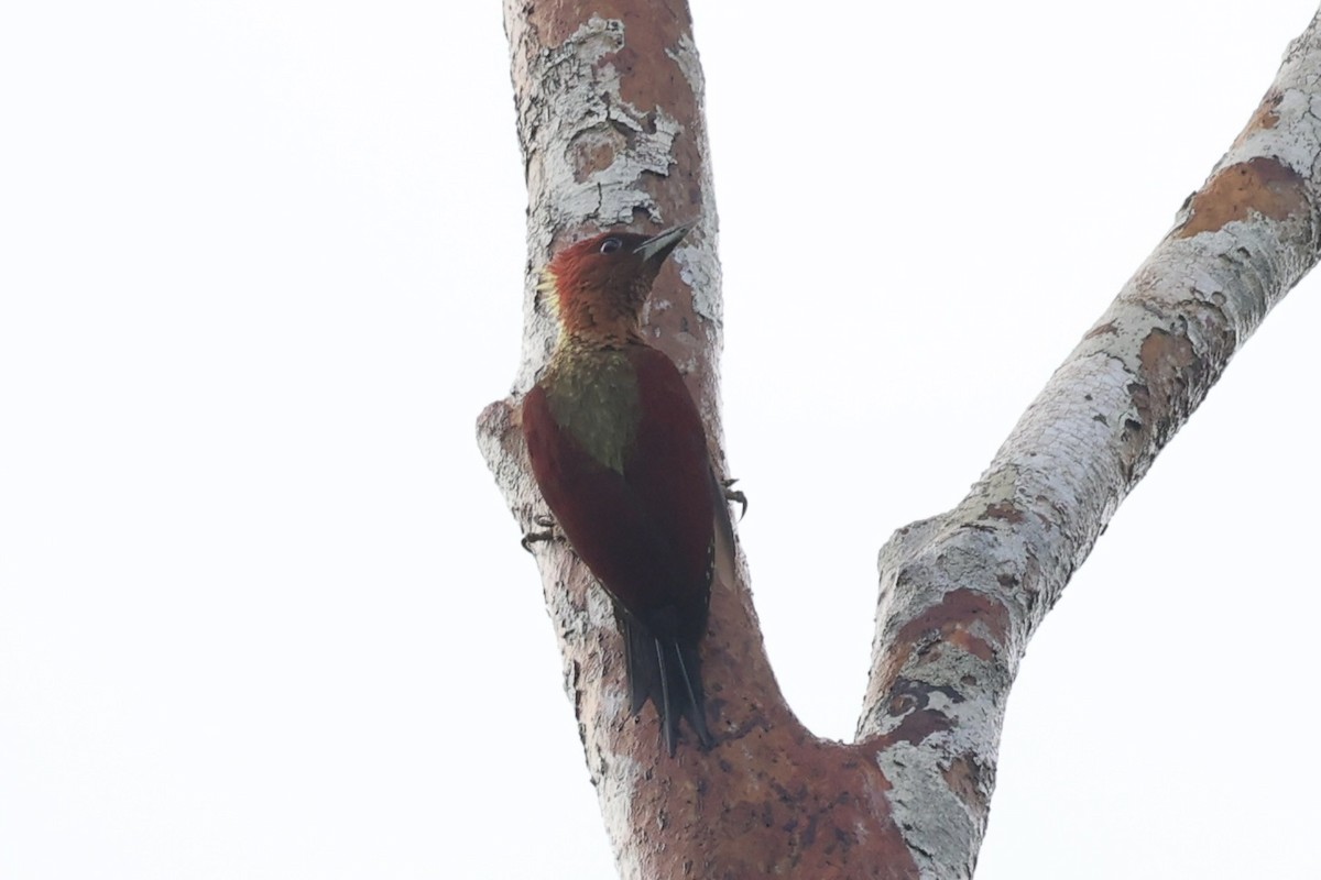 Banded Woodpecker - ML550206281