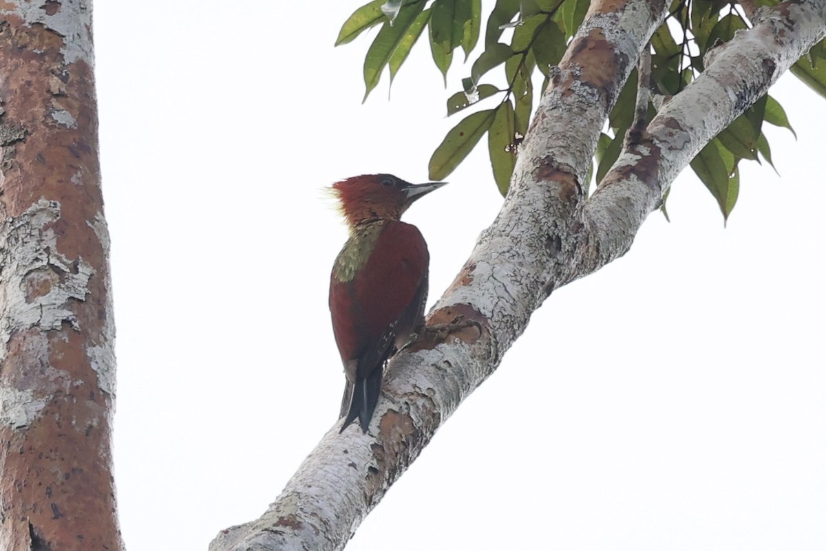 Banded Woodpecker - ML550206291