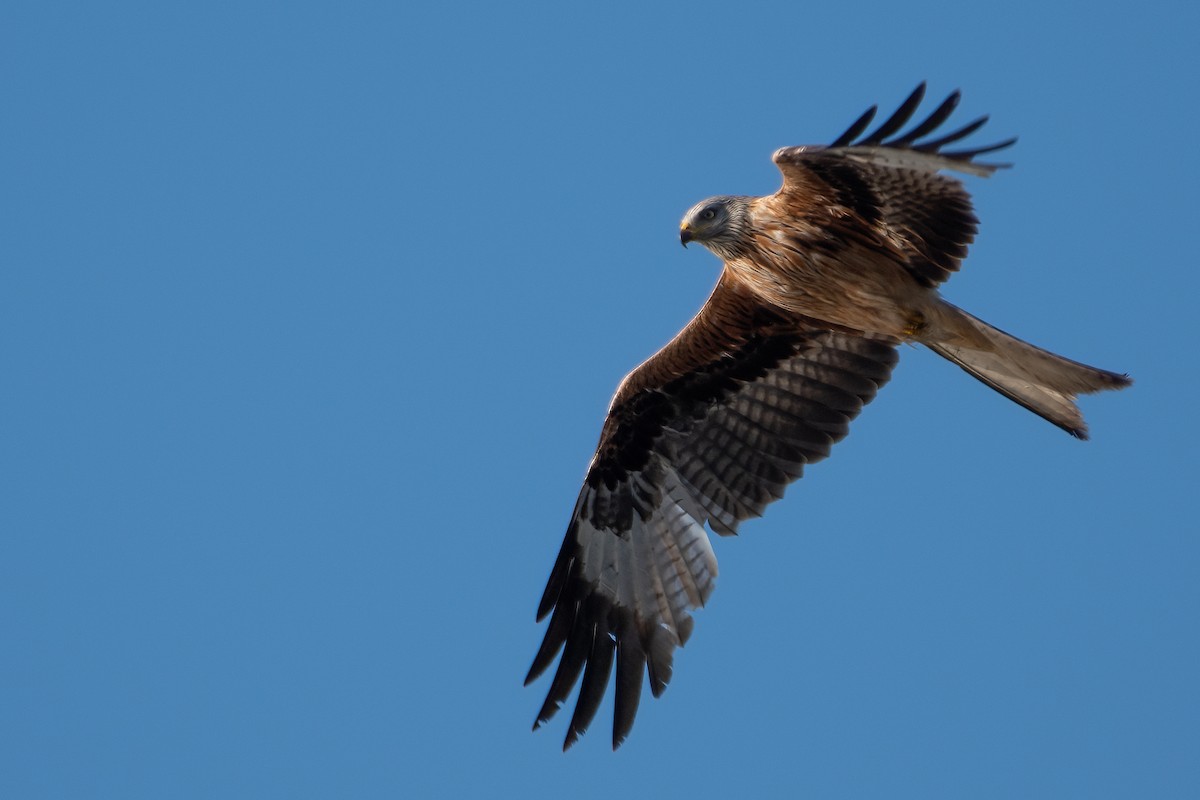 Red Kite - ML550206641