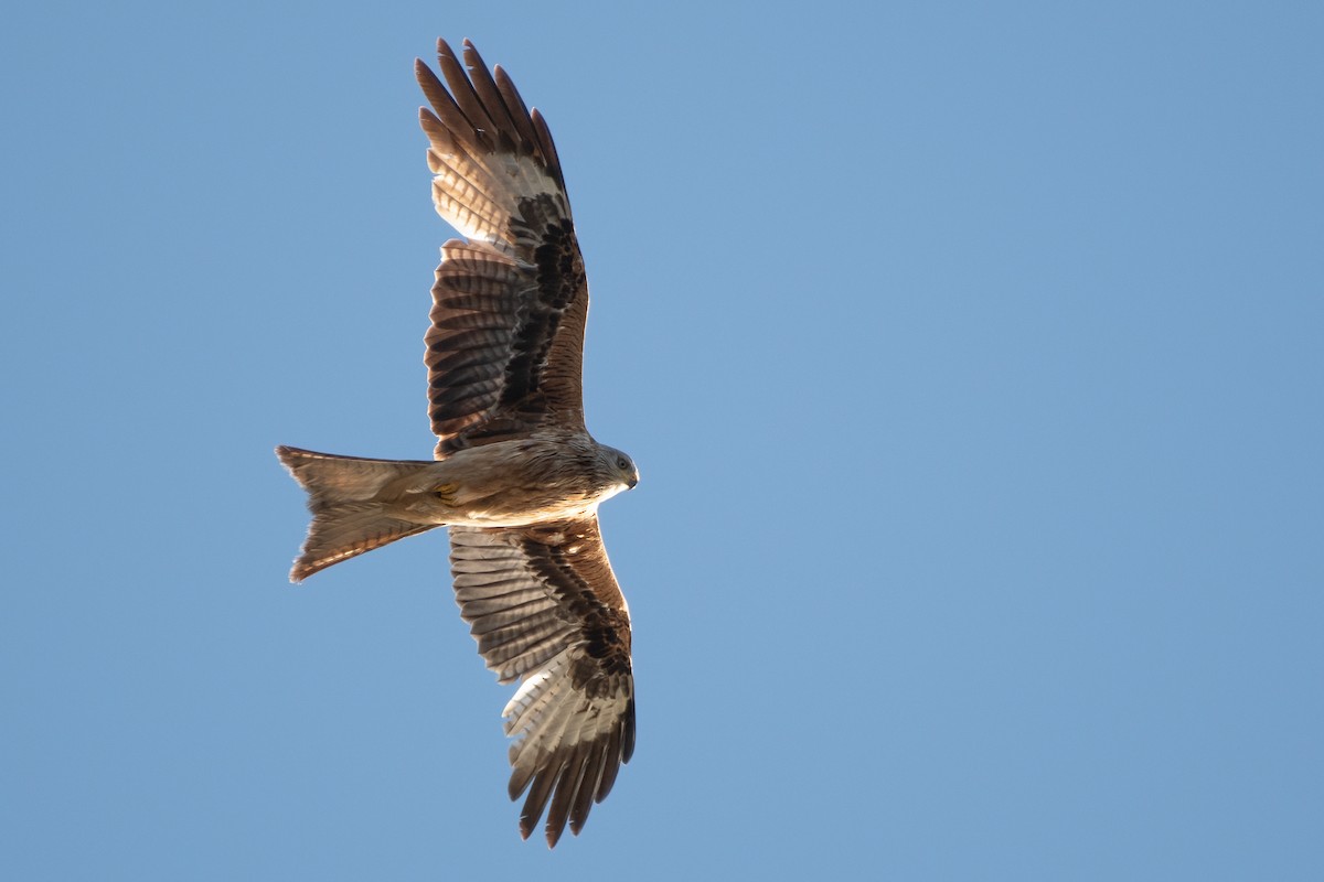 Red Kite - ML550206691