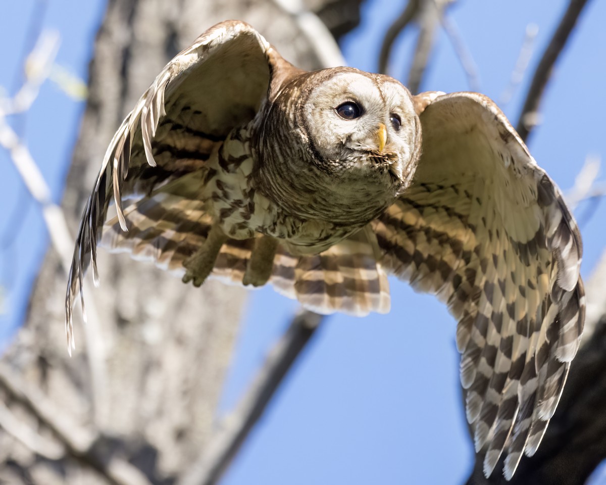 Barred Owl - ML550206741