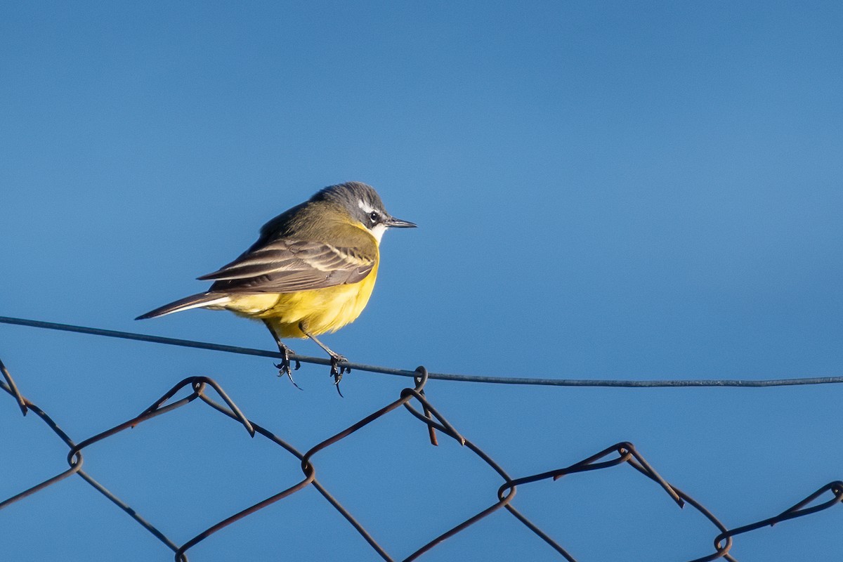 Western Yellow Wagtail - ML550207101