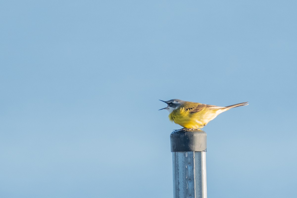 Western Yellow Wagtail - ML550207111