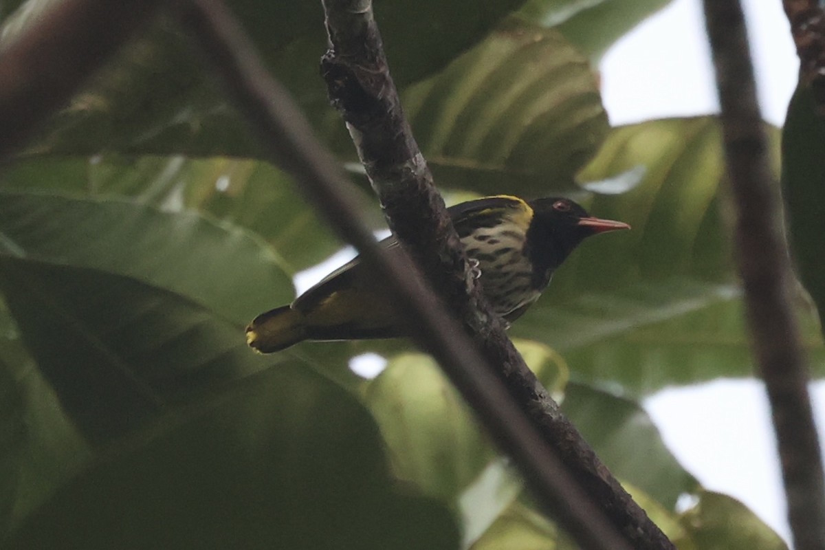 Dark-throated Oriole - ML550207251