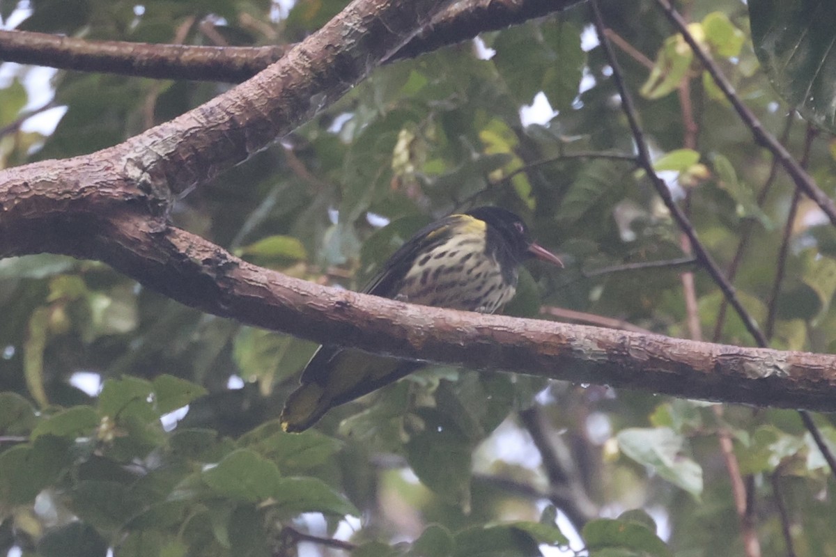 Dark-throated Oriole - ML550207271