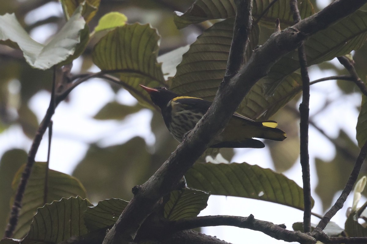 Dark-throated Oriole - ML550207281