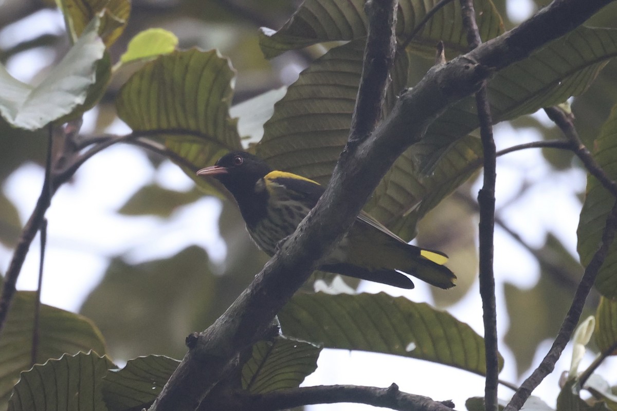 Dark-throated Oriole - ML550207291