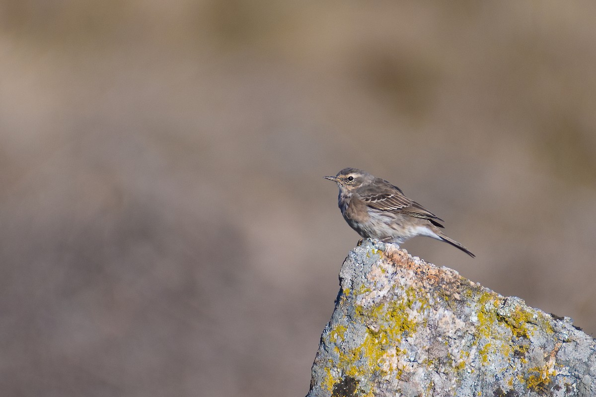 Water Pipit - ML550207331