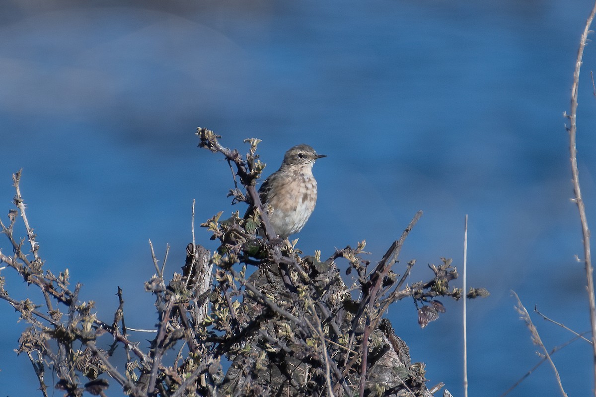 Water Pipit - ML550207341