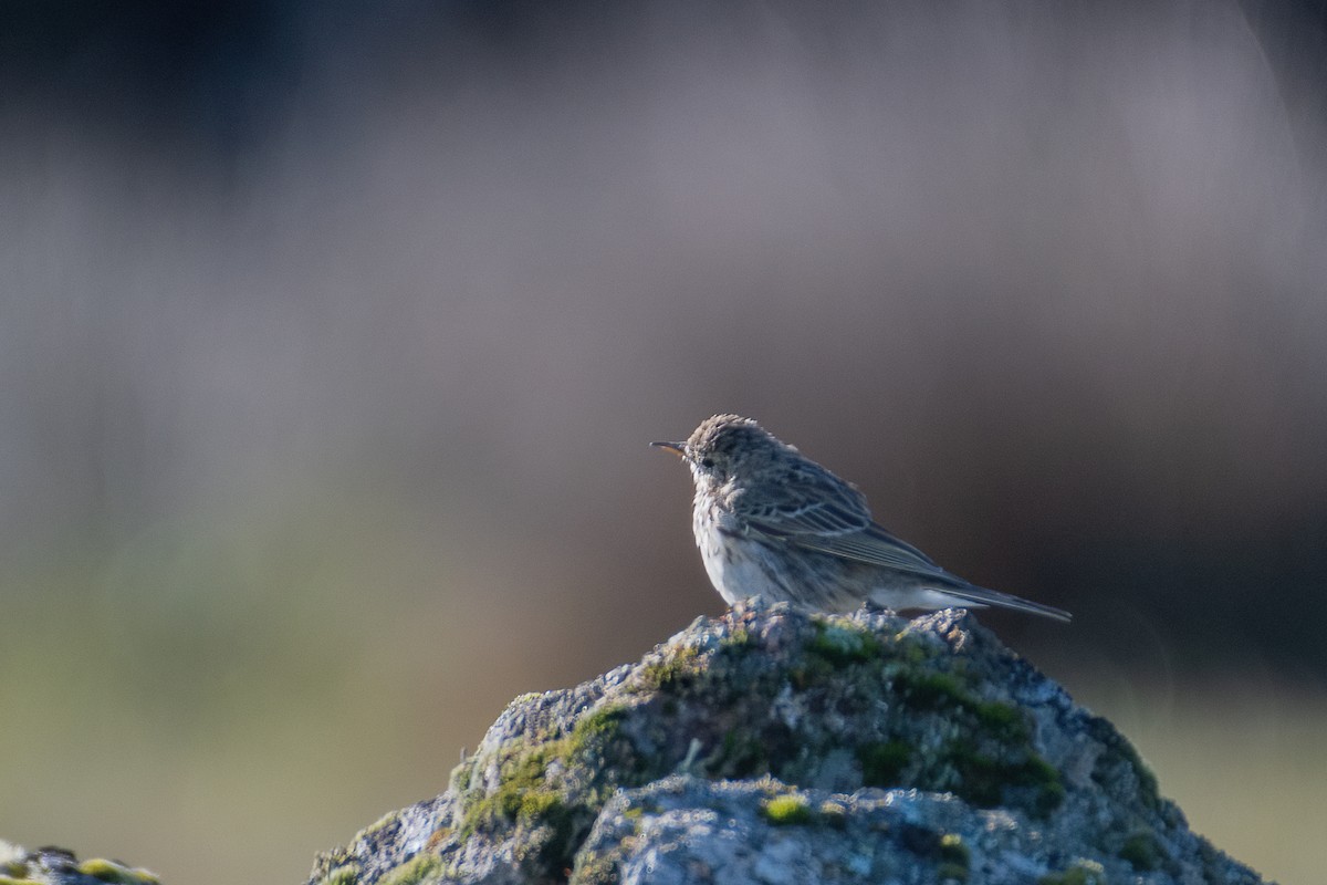 Water Pipit - ML550207351