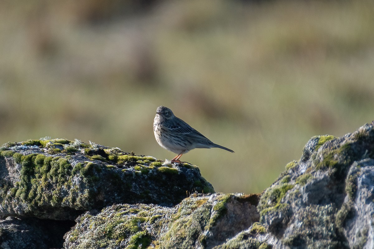 Meadow Pipit - ML550207361