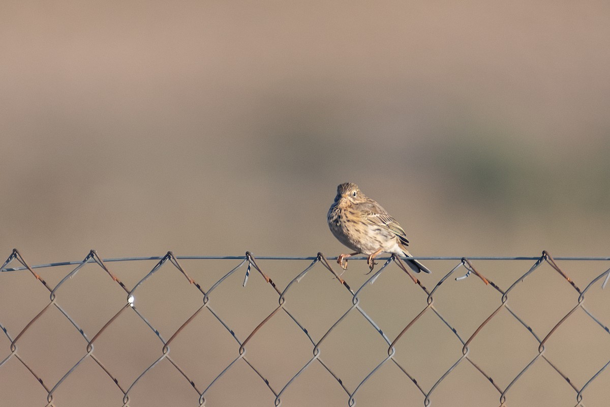 Meadow Pipit - ML550207371