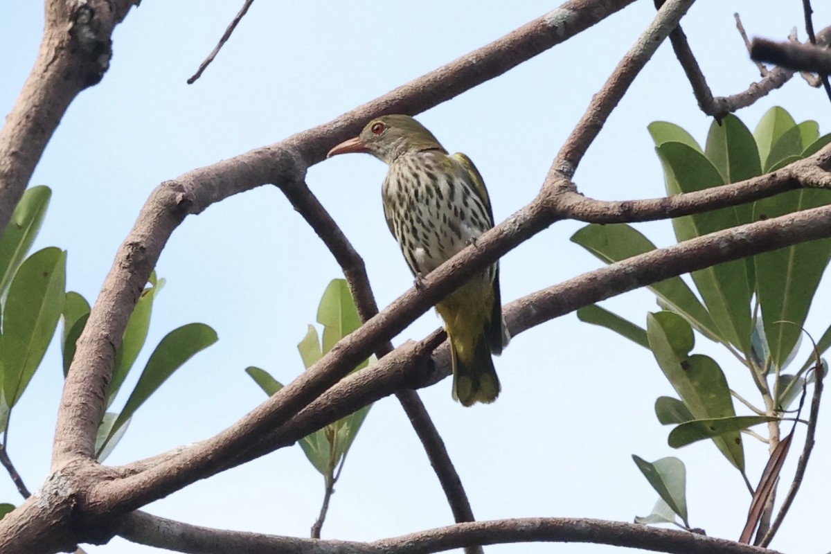 Dark-throated Oriole - ML550209041